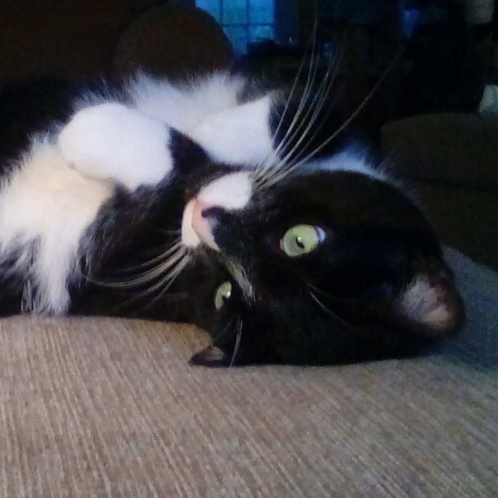 Meet your Posher, Sam